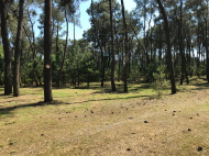 Ground area (A plot of land) for sale near the sea of Ureki, Georgia. Photo 7