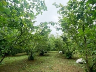 Land parcel, Ground area for sale in a resort district of Chakvi, Georgia. Walnut garden. Photo 4