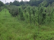 Ground area for sale in a resort district of Chakvi, Georgia. Walnut garden. Photo 5