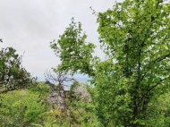 Land parcel, Ground area for sale in Makhinjauri, Georgia. Tangerine garden, Orchard. Photo 1