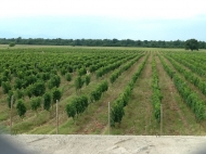 Land with vineyard, Saperavi grape, in Gurjaani, Kakheti, Georgia. Photo 1