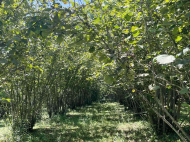 Купить дом с земельным участком в пригороде Зугдиди, Грузия. Фруктовый сад. Ореховый сад. Природный родник. Фото 2