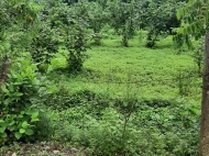 Ground area for sale in a resort district of Chakvi, Georgia. Walnut garden. Photo 3