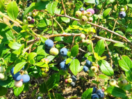 Ground area for sale at the seaside of Anaklia, Georgia. Resort area. Near the river. Photo 5