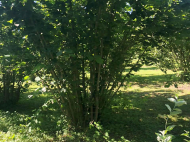 House for sale with a plot of land in the suburbs of Ozurgeti, Georgia. Photo 7