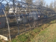Земельный участок с животноводческой фермой в Нанатеби, Грузия. Виноградник. Ореховый сад. Фото 24
