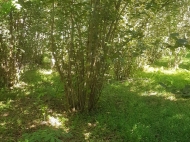 Продается земельный участок в тихом месте, в экологически чистой среде Аджария, Грузия. Фото 1