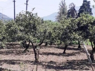 Land parcel, Ground area for sale in the suburbs of Batumi, Khelvachauri. Orchard. Photo 1