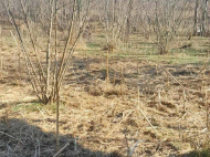 Купить дом с земельным участком в пригороде Озургети, Грузия. Фруктовый сад. Ореховый сад. У реки. Фото 8