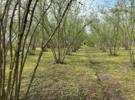 House for sale with a plot of land in Darcheli, Georgia. Walnut garden. Photo 8