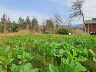 House with sea view. House for sale with tangerine garden in Tsihisdziri, Georgia. Photo 7