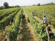 Land with vineyard, Saperavi grape, in Kakheti, Georgia. Photo 1