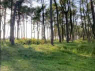 Land parcel, Ground area for sale by the sea in Grigoleti, Georgia. Photo 2