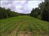 Ground area ( A plot of land ) for sale in Anaklia, Georgia. Walnut garden. Photo 11