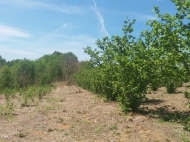 Land parcel, Ground area for sale with a nut garden in Ozurgeti, Georgia. Photo 1