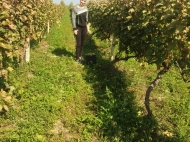 Vineyards in Gurjaani, Kakheti, Georgia. Grape variety: "Rkatsiteli". Photo 1