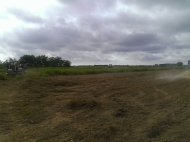 Ground area ( A plot of land ) for sale in Anaklia, Georgia. Walnut garden. Photo 9