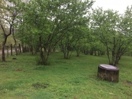 Участок с видом на горы. Купить земельный участок с ореховым садом в Ланчхути, Грузия. Фото 6