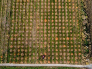 An existing agricultural complex for sale. Lagodekhi, Georgia. Photo 19