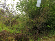 House for sale with a plot of  land and fruit garden (tangerine garden) in Khelvachauri, Georgia. Photo 6