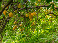 House for sale in a resort district of Kobuleti, Georgia. Tangerine garden, Orchard. Walnut garden. Photo 24