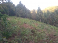 In the surroundings of Batumi, the land plot is sold Photo 11