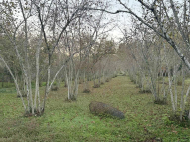 ყიდვა კერძო სახლის მიწის ნაკვეთით ოზურგეთი, საქართველო. ხილის ბაღი. თხილის ბაღი. ფოტო 5