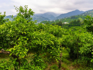 House for sale in a resort district of Kobuleti, Georgia. Tangerine garden, Orchard. Walnut garden. Photo 23