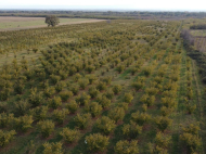 An existing agricultural complex for sale. Lagodekhi, Georgia. Photo 14