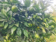 Купить частный дом с земельным участком в Натанеби, Грузия. Фото 19