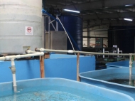 Рыбоводное хозяйство в Батуми, Аджария, Грузия. Продается ферма по разведению рыбы из семейства осетровых и лососевых. Фото 7