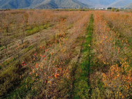 An existing agricultural complex for sale. Lagodekhi, Georgia. Photo 16