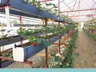 An existing agricultural complex for sale. Greenhouse. Photo 8