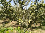 Land parcel, Ground area for sale in the suburbs of Gori, Georgia. Photo 3