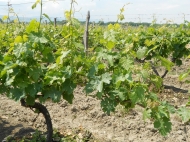 Land with vineyard, Saperavi grape, in Gurjaani, Kakheti, Georgia. Photo 2