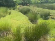 Land parcel, Ground area for sale in a resort district of Ureki, Georgia. Photo 6