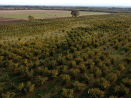 An existing agricultural complex for sale. Lagodekhi, Georgia. Photo 13