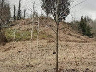 იყიდება მიწის ნაკვეთი ქალაქგარეთ ბათუმი, ორთაბათუმი. მდინარესთან. ფოტო 8