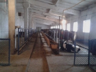 Животноводческая ферма в Марнеули, Грузия. Фото 1