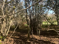 House for sale with a plot of land in Ozurgeti, Georgia. Orchard. Walnut garden. Natural spring. Photo 7