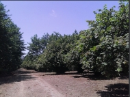 Ground area ( A plot of land ) for sale in Anaklia, Georgia. Walnut garden. Photo 3