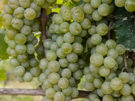 Land with vineyard, Saperavi grape, in Kakheti, Georgia. Photo 4