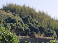 Продается земельный участок в Уреки, Грузия. Мандариновый сад. Фото 2