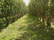 House for sale with a plot of land in the suburbs of Darcheli, Georgia. Photo 2