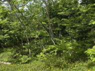 House for sale with a plot of land in the suburbs of Ozurgeti, Georgia. Photo 8