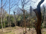 ვიყიდი კერძო სახლს საკურორტო რაიონში ბობოყვათში, საქართველო. მანდარინის ბაღი, ხილის ბაღი. თხილის ბაღი. მდინარესთან. ფოტო 7