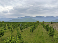 An existing agricultural complex for sale. Lagodekhi, Georgia. Photo 3