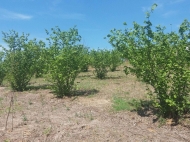 Land parcel, Ground area for sale with a nut garden in Ozurgeti, Georgia. Photo 2