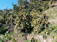 House for sale with a plot of land in the suburbs of Ozurgeti, Georgia. Tangerine garden, Orchard. Walnut garden. Photo 4