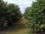 Ground area ( A plot of land ) for sale in Anaklia, Georgia. Walnut garden. Photo 1